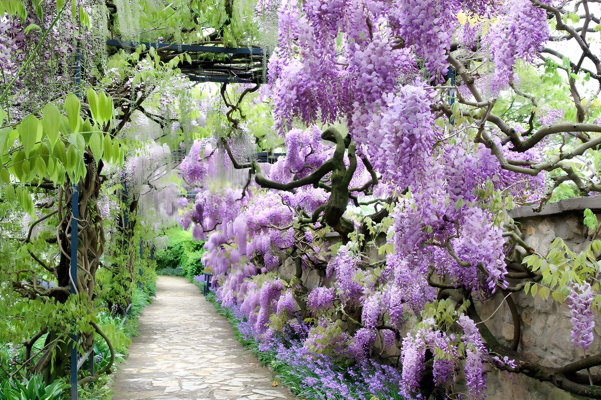 Schmaler Gartenweg unter blühendem Blauregen