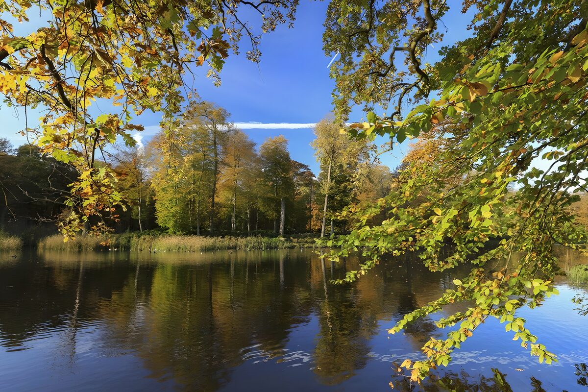 Herbstwald am Wasser im Sonnenlicht