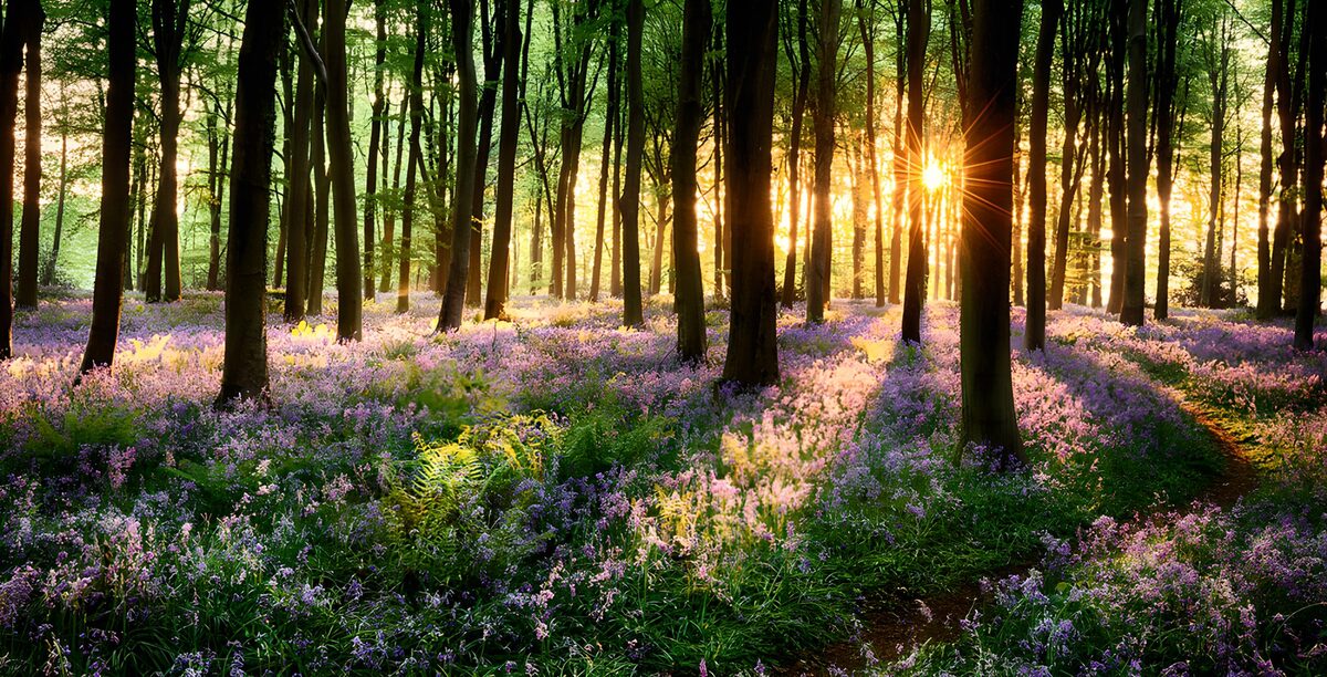 Lila Waldblumen im warmen Sonnenlicht