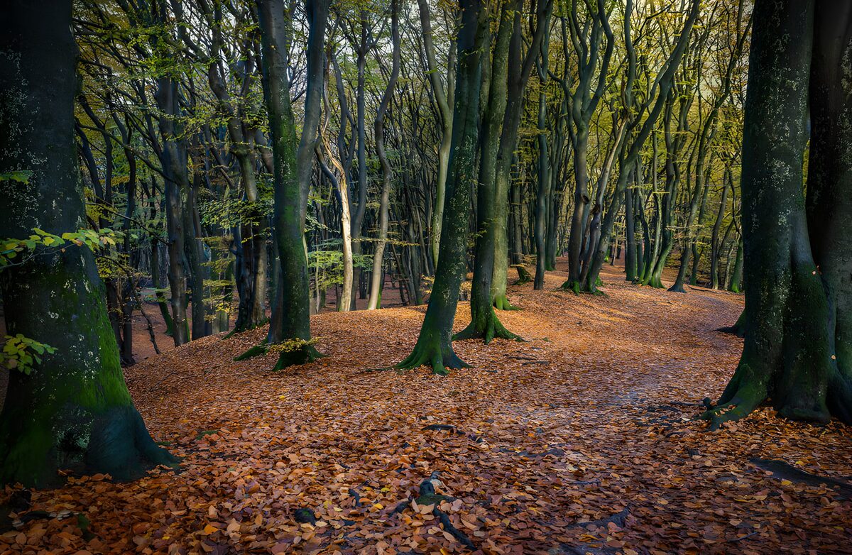 Herbstlicher Laubwald mit schmalem Pfad