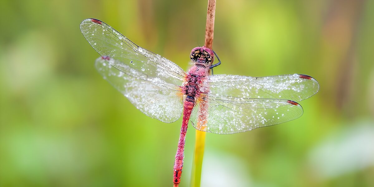 Rote Libelle mit glitzernden Wassertropfen