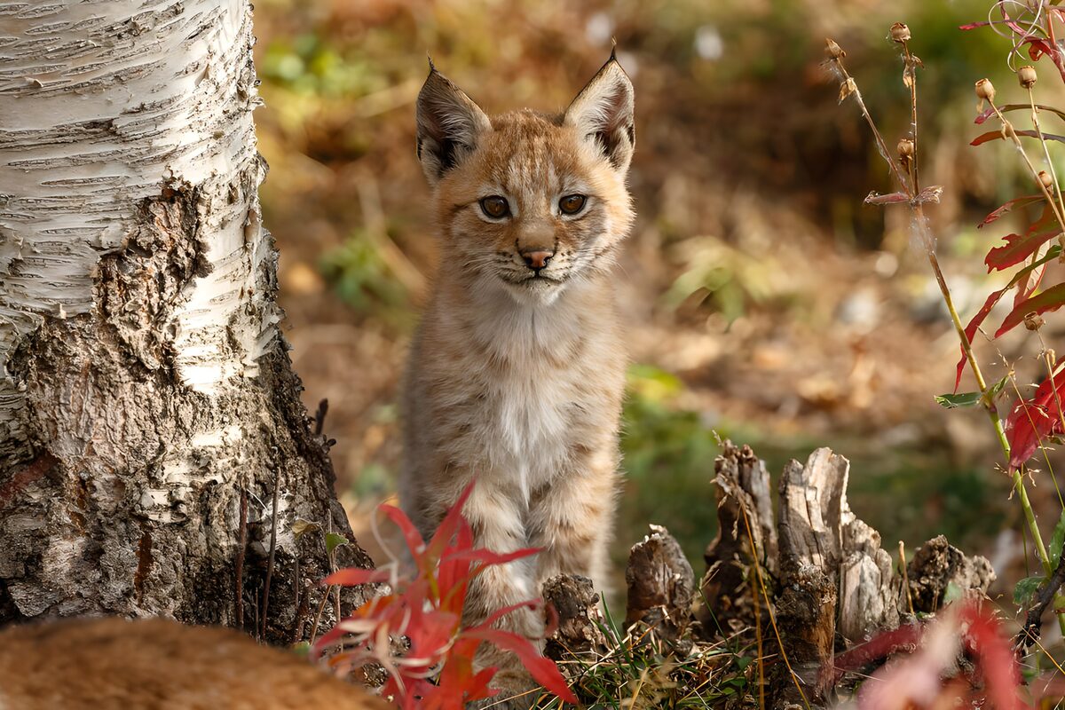 Junger Luchs an der Birke im Herbst