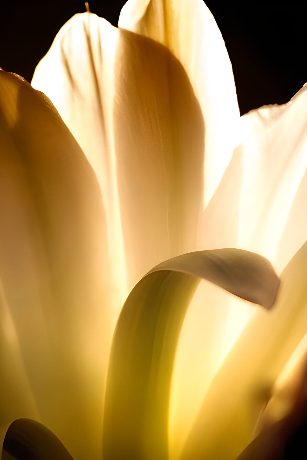 Gelbe Tulpe in Nahaufnahme