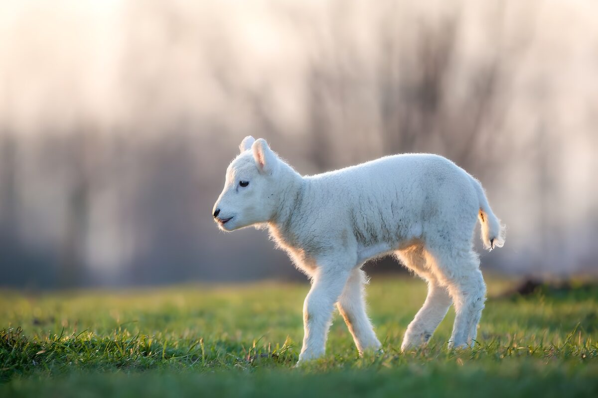 Weißes Lamm im warmen Sonnenlicht