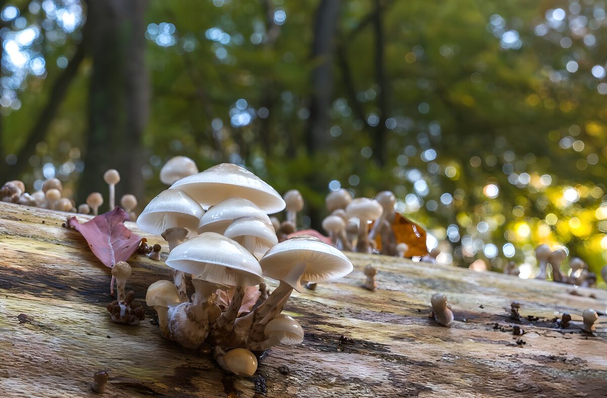 Weiße Pilze auf verwittertem Holz