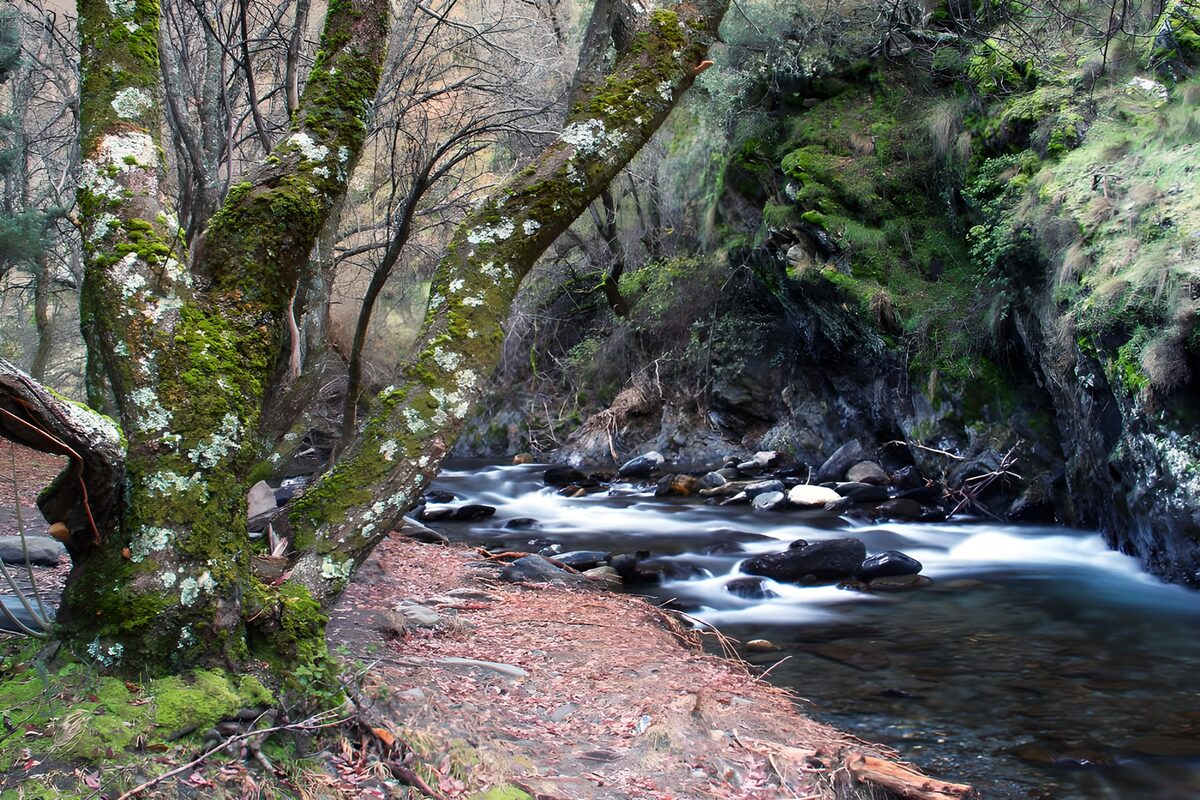 Waldbach zwischen moosigen Baumstämmen