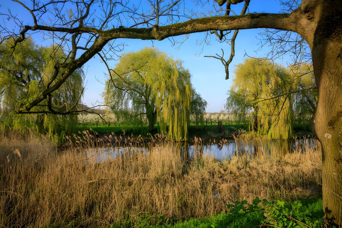Teich mit Schilf im Frühlingslicht