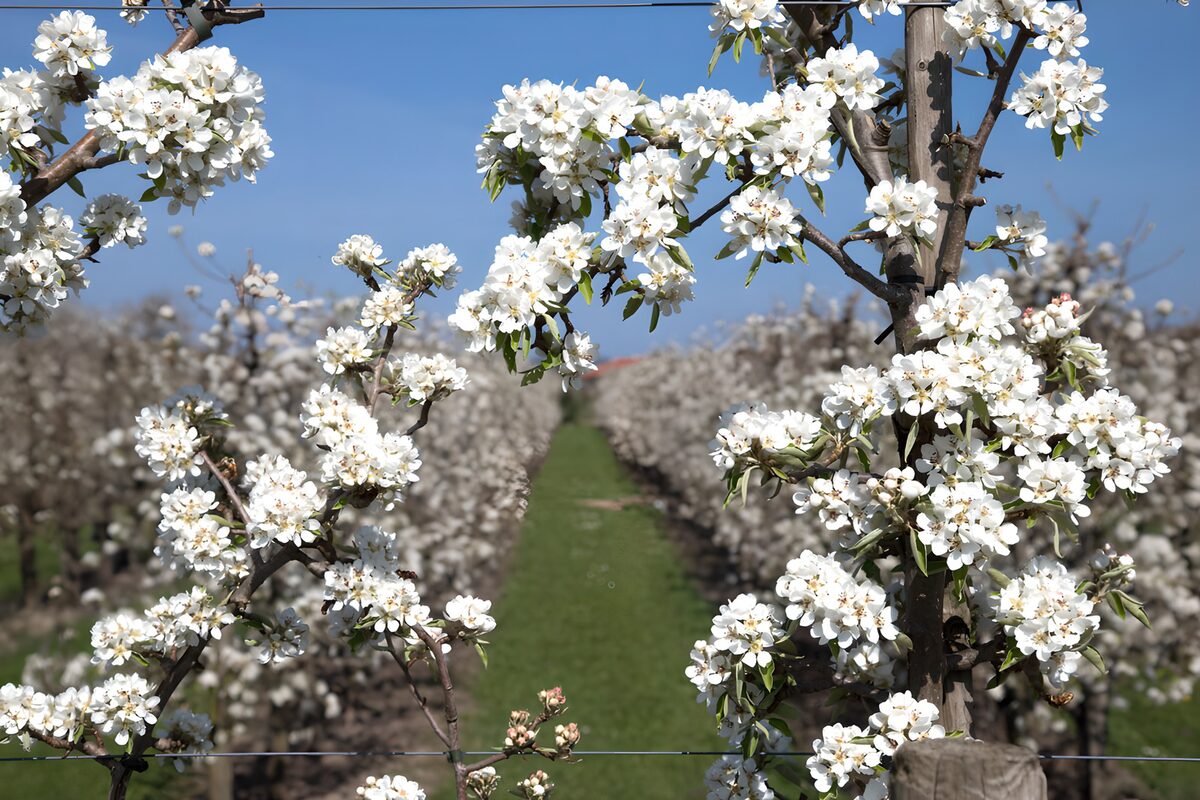 Weiße Obstbaumblüten im Frühlingslicht