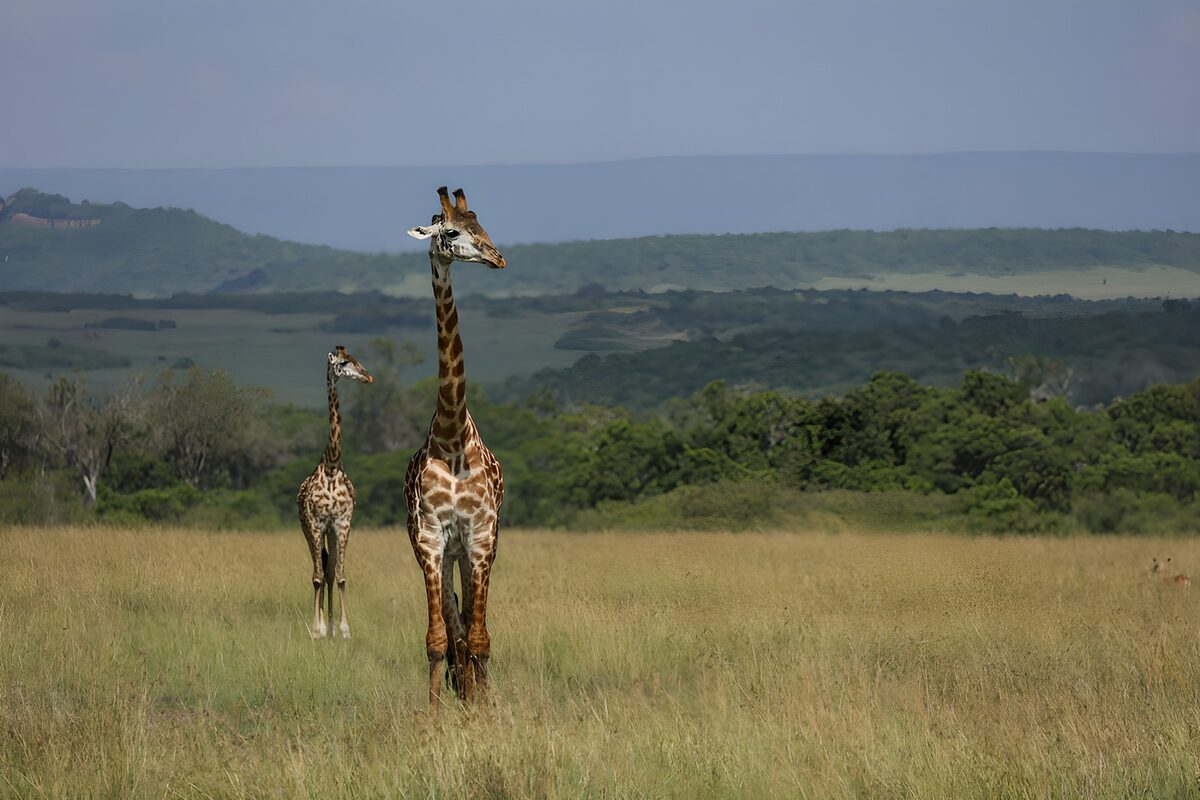 Zwei Giraffen im weiten Grasland