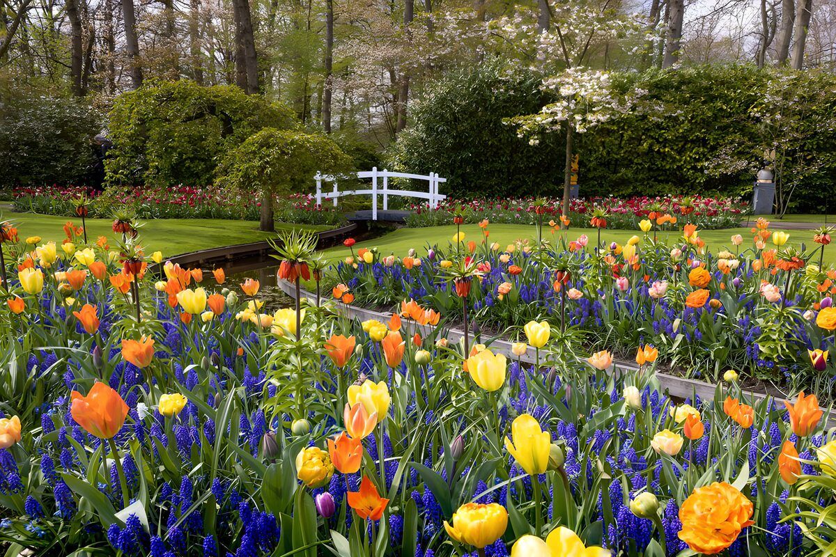 Tulpen und Traubenhyazinthen am Wasser