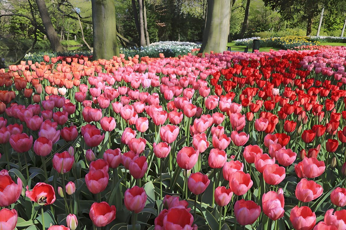 Rosa und rote Tulpen im sonnigen Park