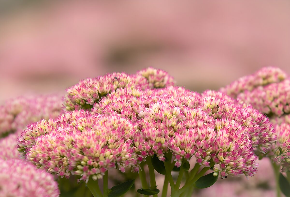 Fetthenne in einer Wolke aus Rosa