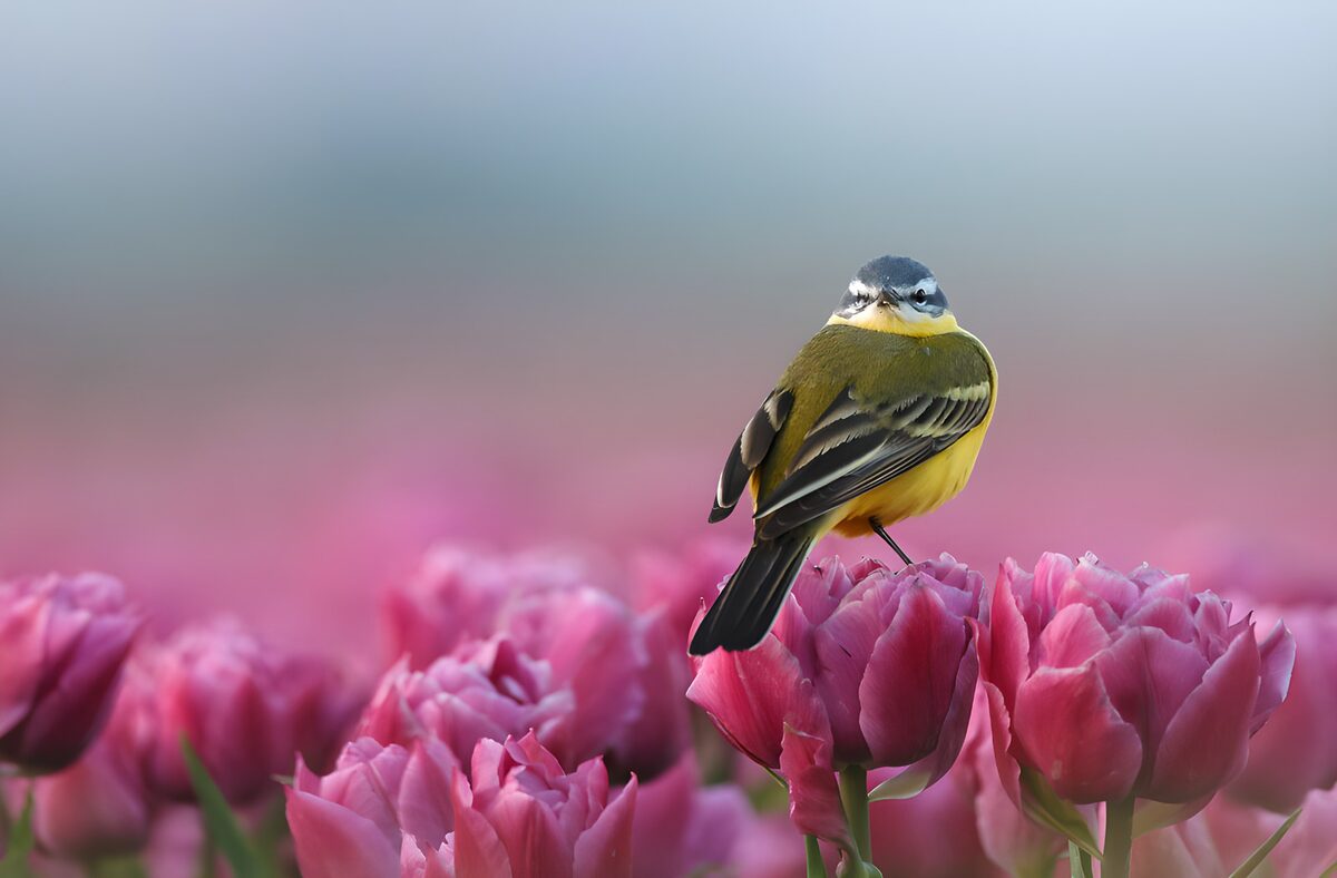 Kleiner Vogel auf zarter rosa Tulpe