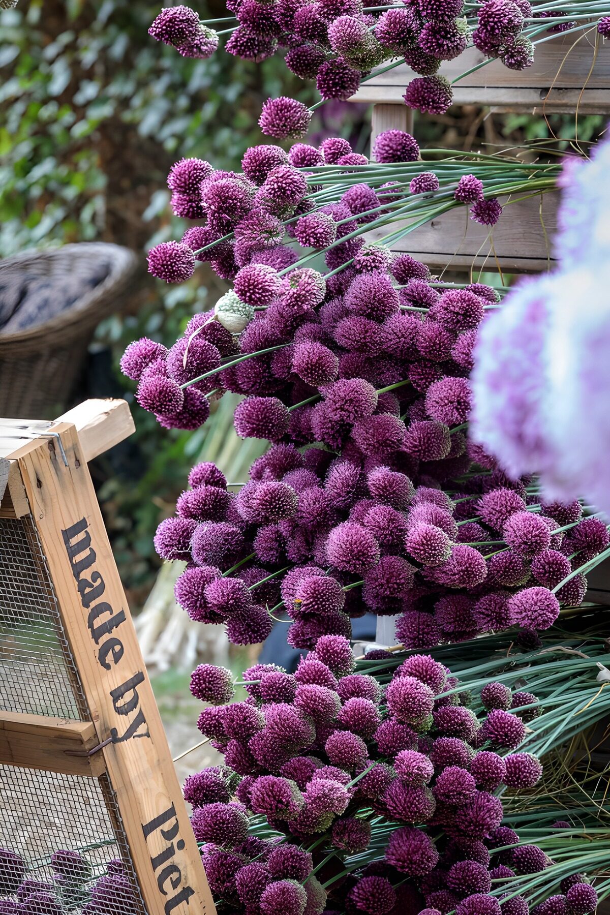 Violetter Zierlauch auf verwittertem Holz