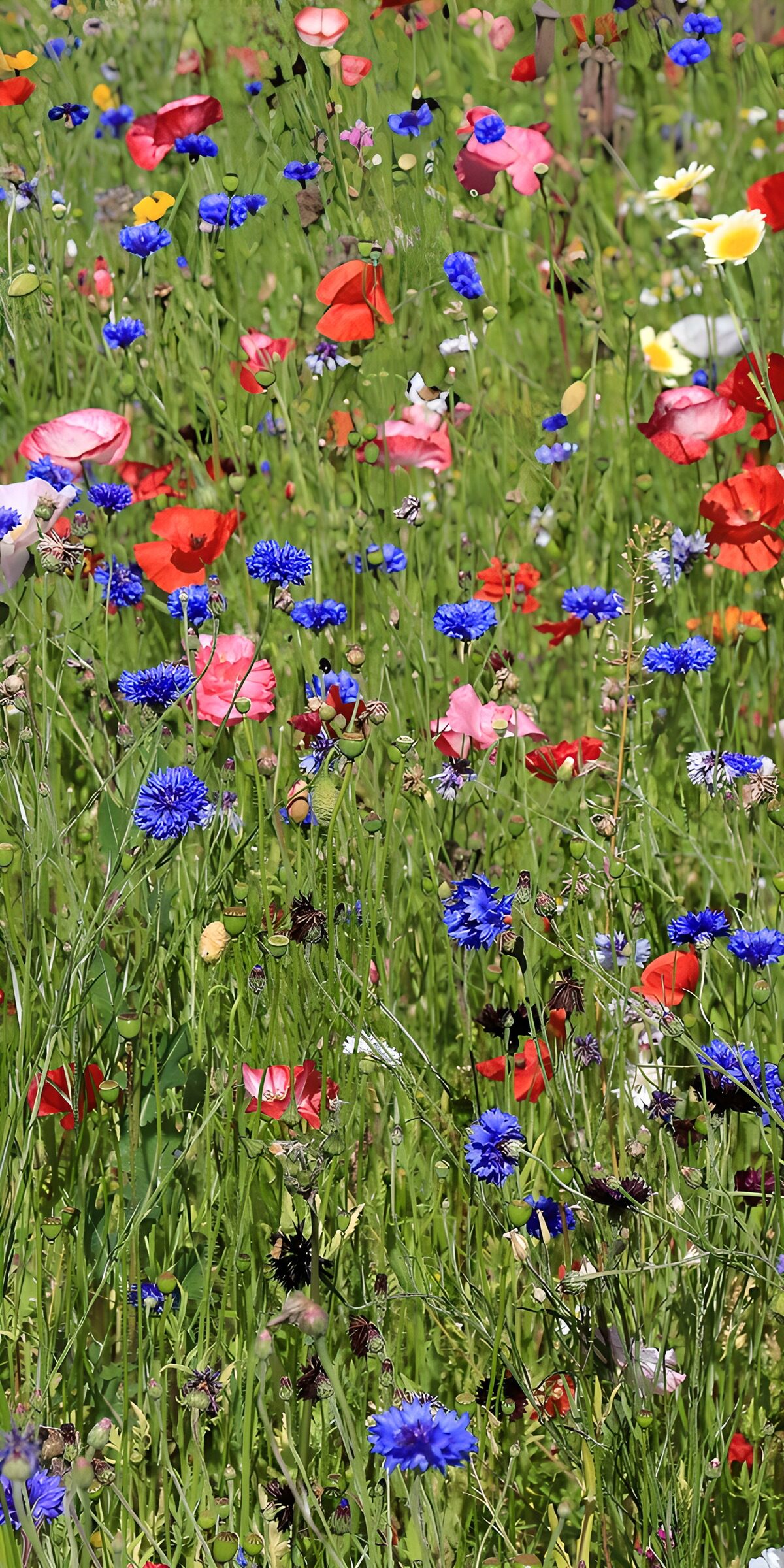 Sommerwiese mit Mohn und Kornblumen