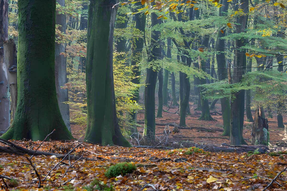 Dunkle Stämme im herbstlichen Laubwald