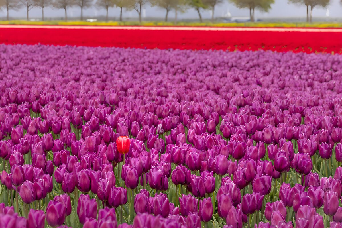 Tulpenfeld in Lila und Rot im Frühling