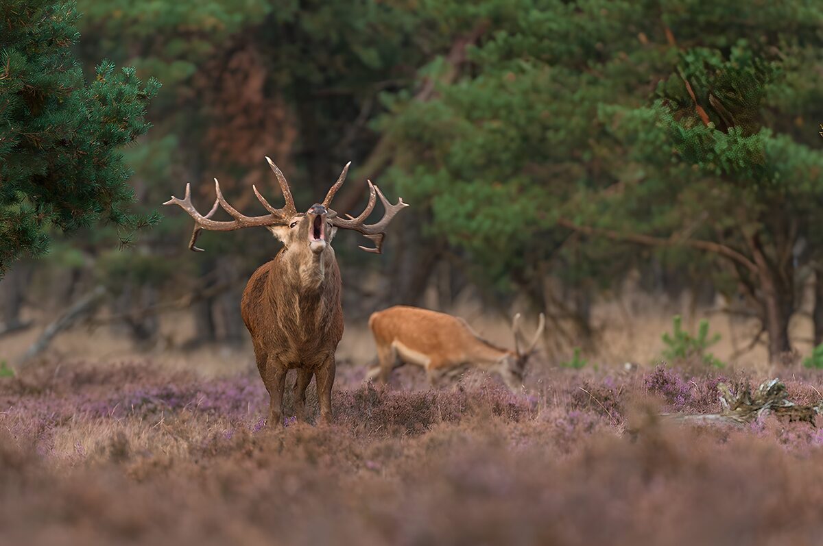 Hirschruf über violetter Heide