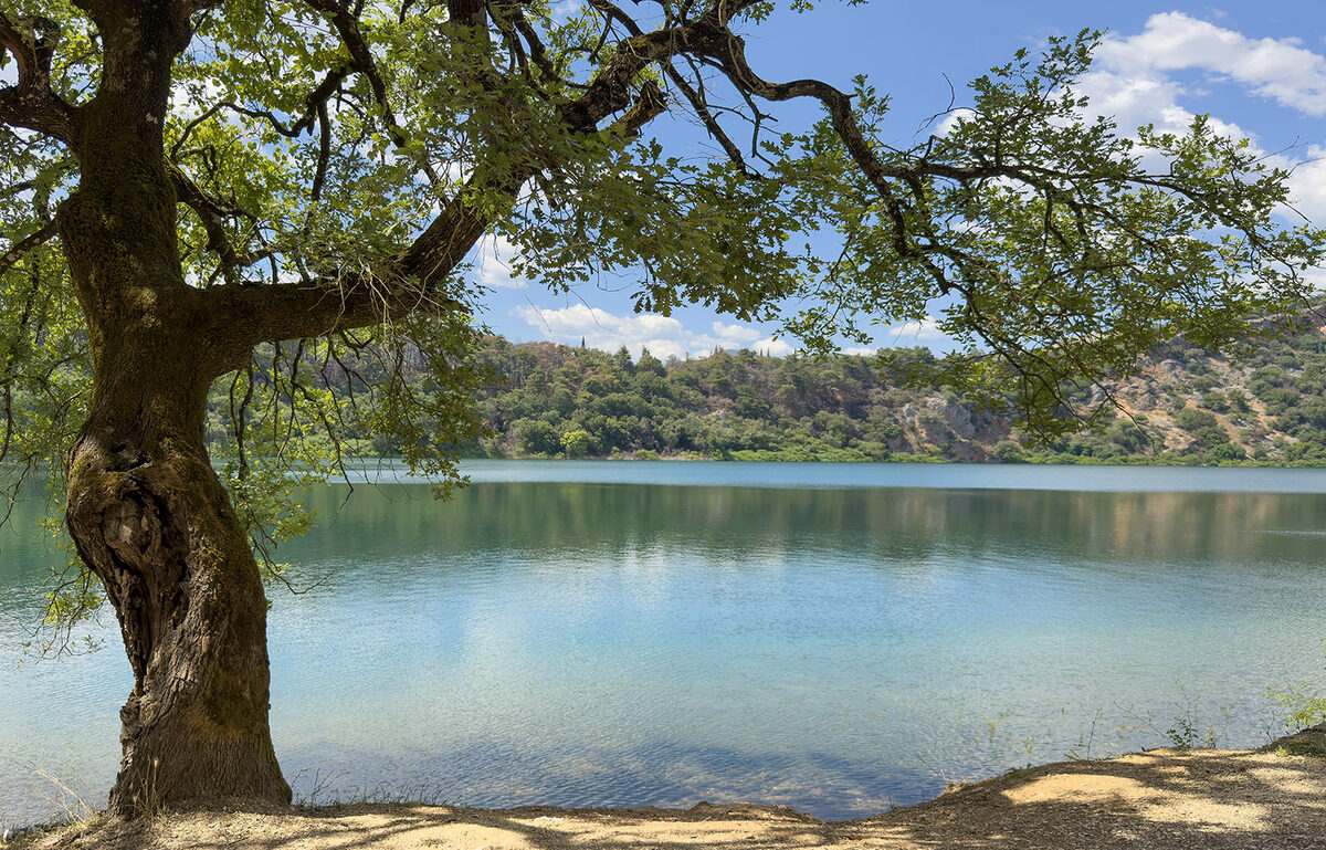 Baum am See zwischen Licht und Schatten