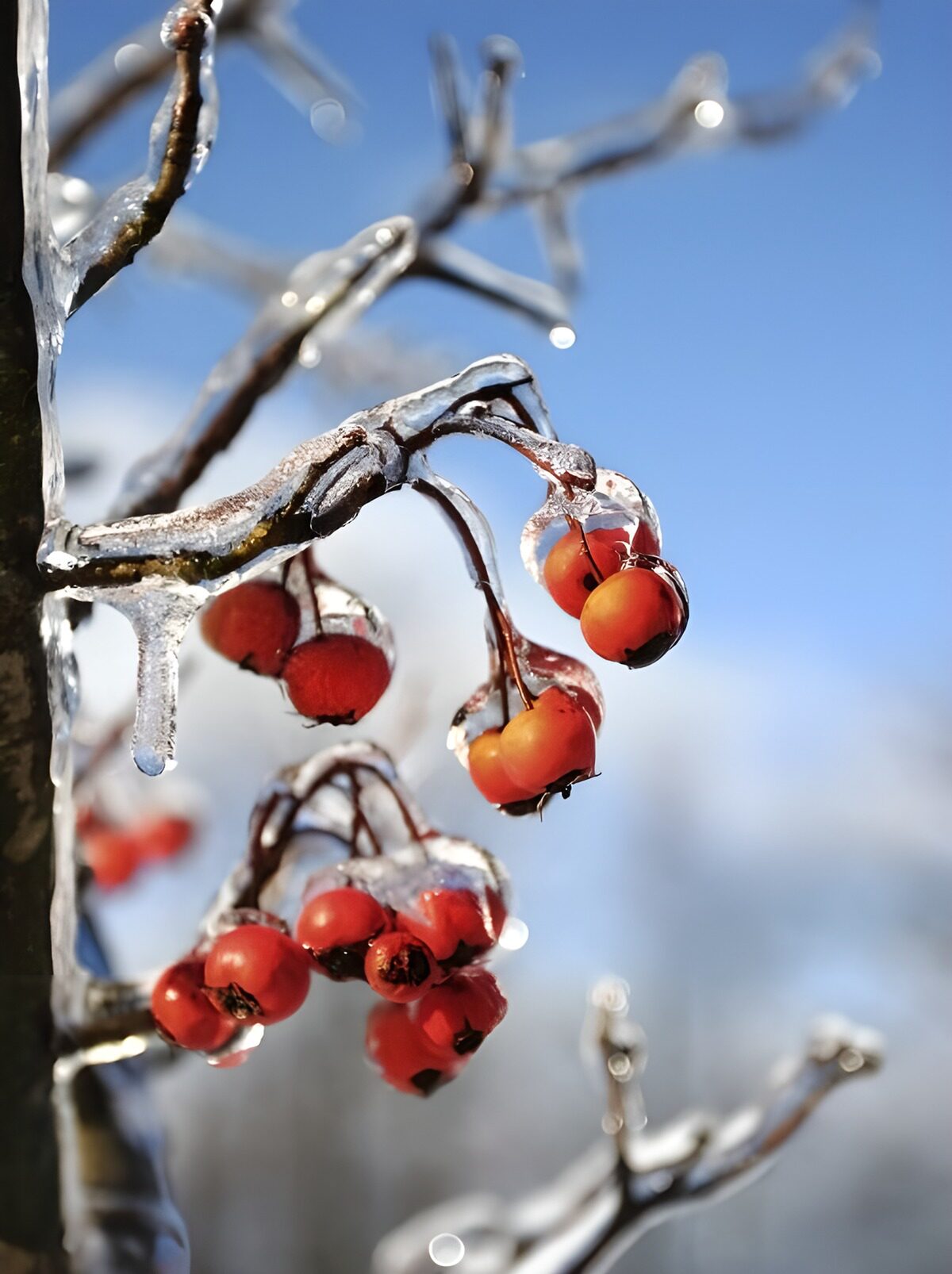Rote Beeren an eisumhüllten Zweigen