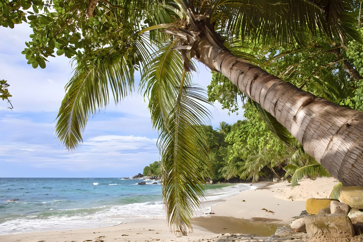 Tropenstrand mit schräger Palme