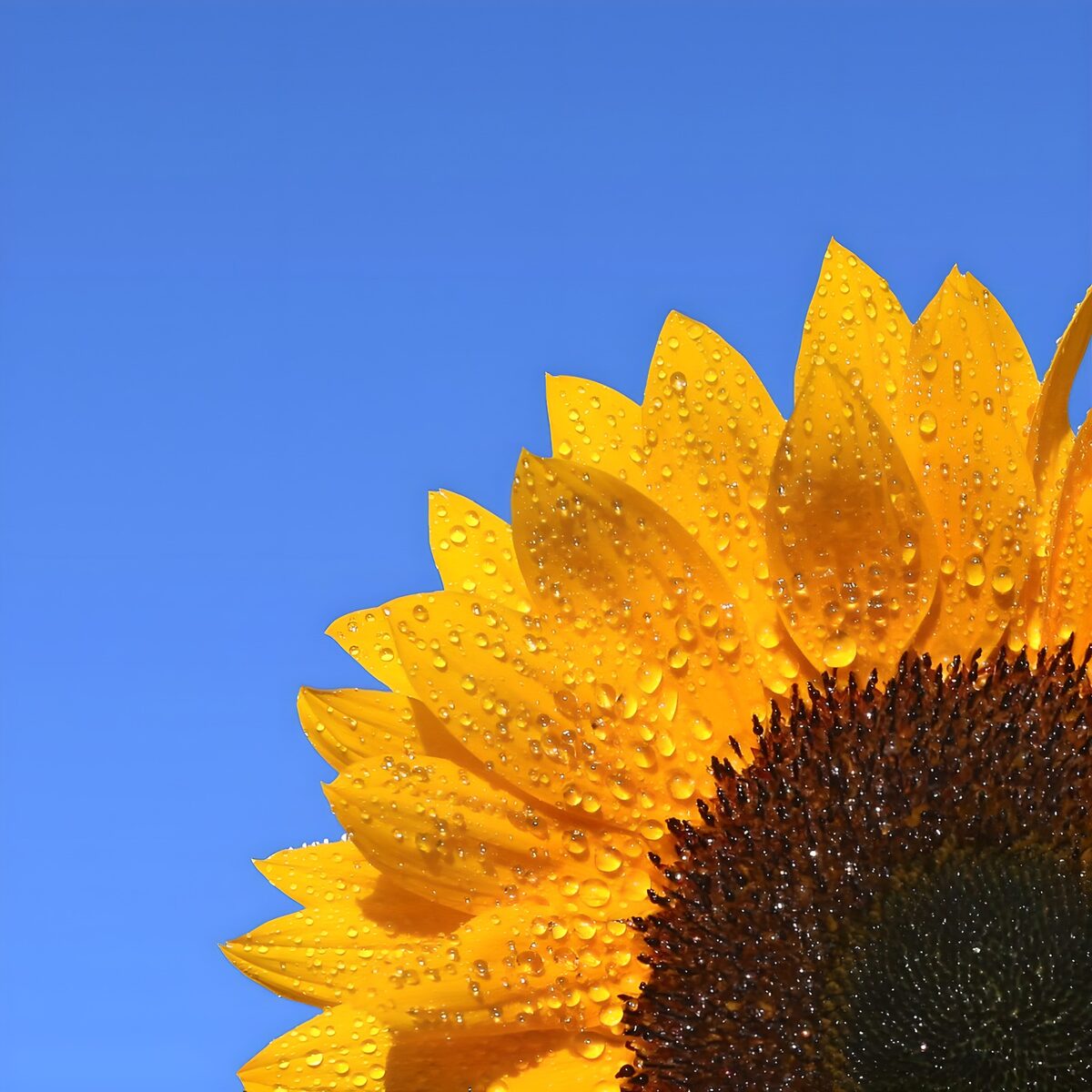 Sonnenblume mit Tropfen vor blauem Himmel