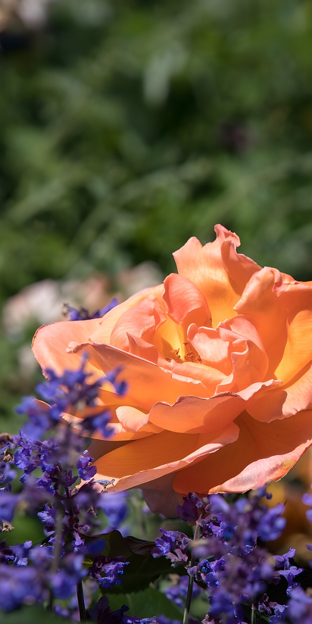 Orange Rose mit violetten Blüten