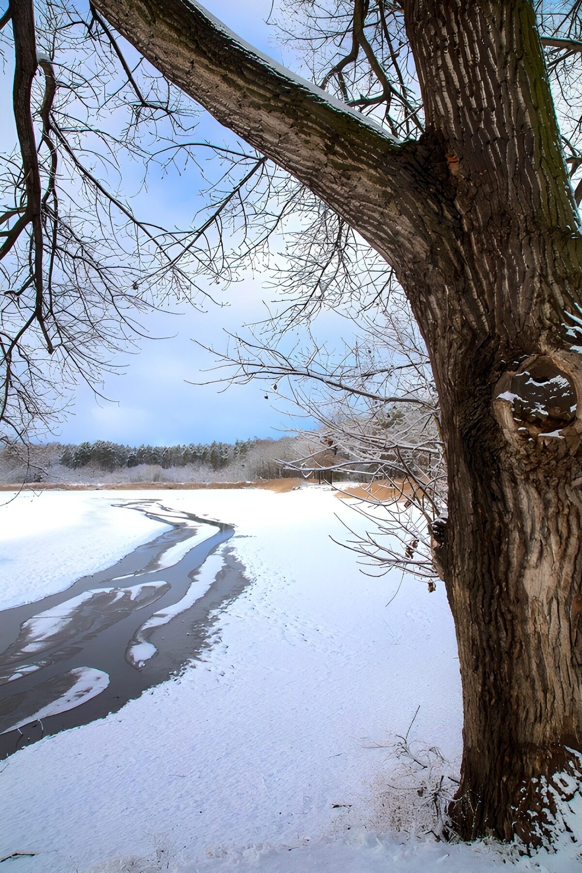 Kahler Baum am verschneiten See