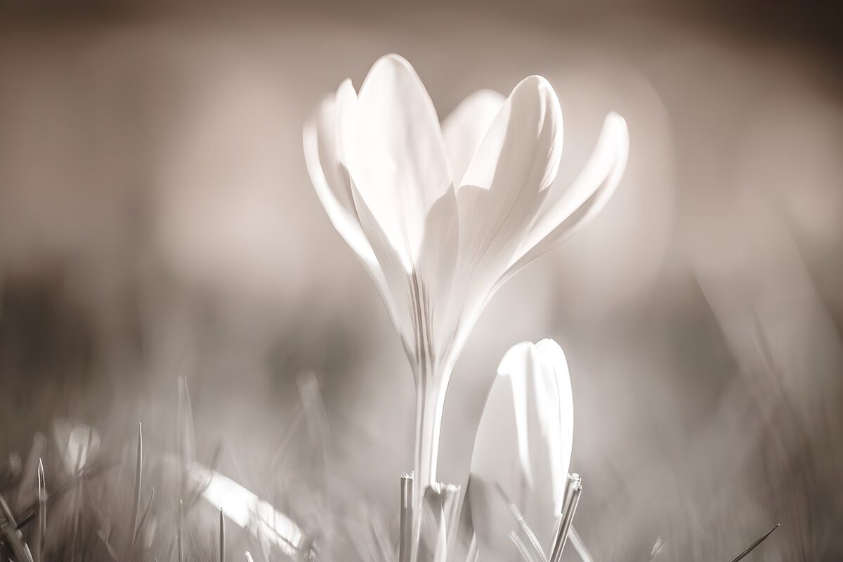 Helle Blüte mit Knospe im weichen Licht
