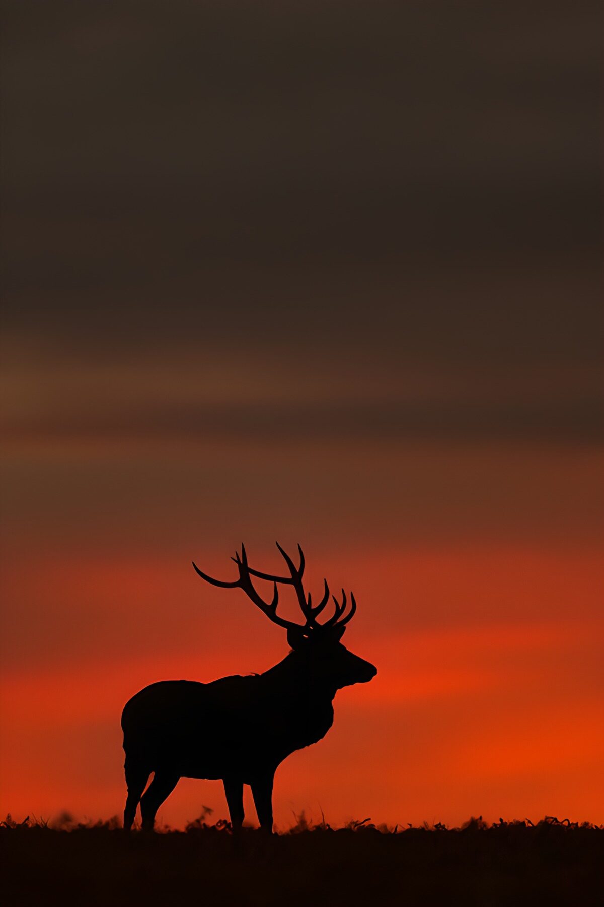 Hirsch als Silhouette im Abendrot
