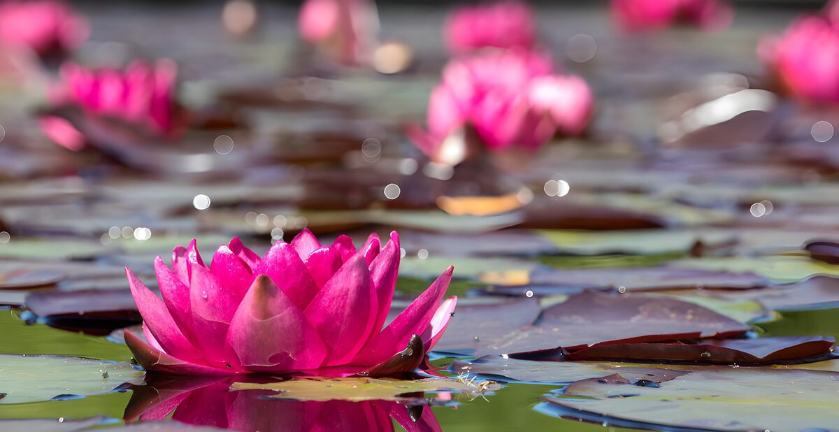 Rosa Seerose auf ruhigem Wasser