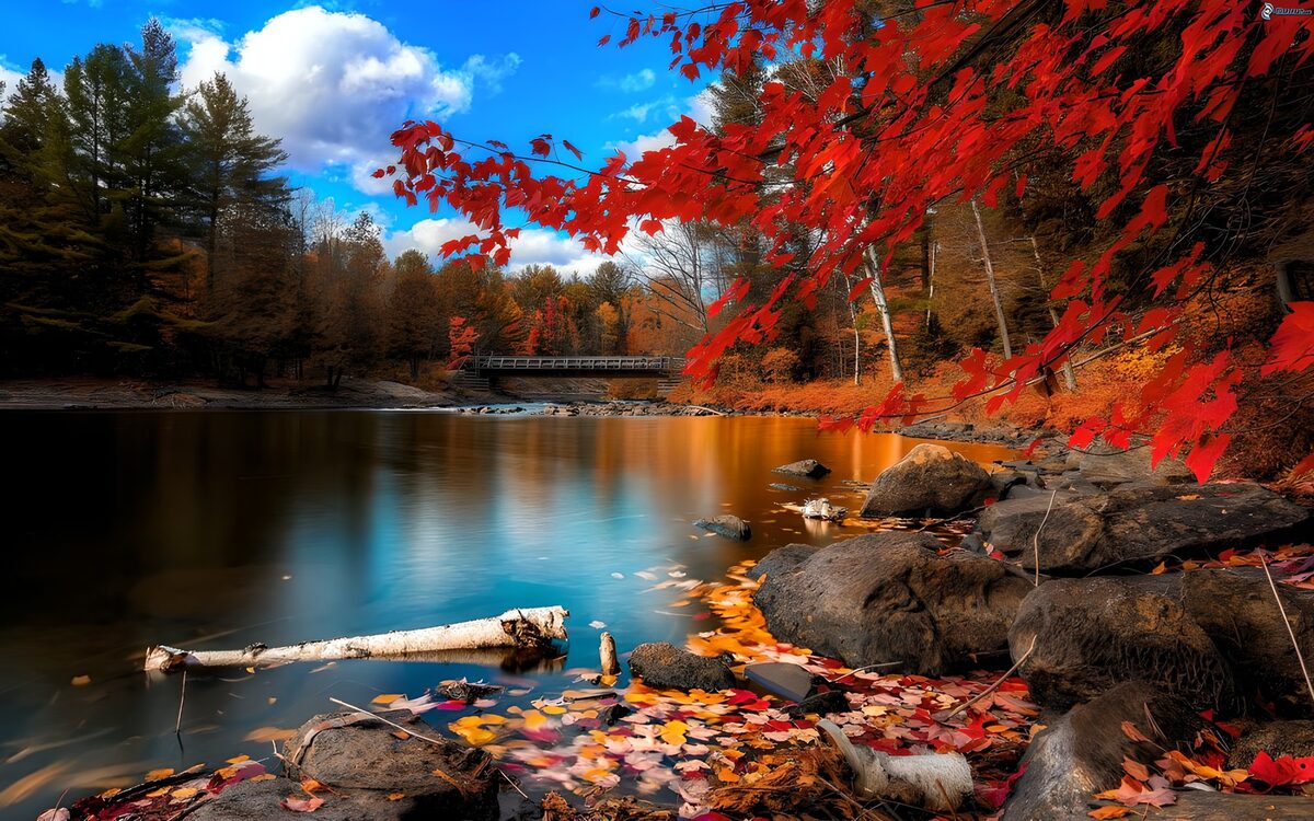 Herbstfluss mit Brücke und roten Blättern