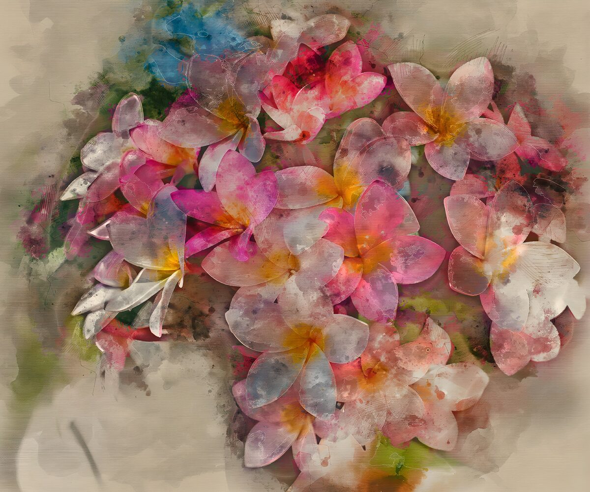 Frangipani in zartem Rosa und Weiß