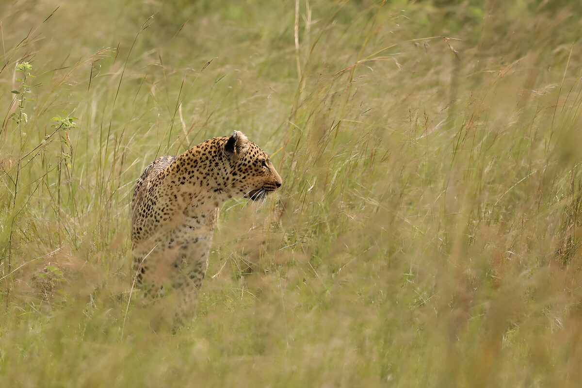 Wachsamer Leopard im hohen Gras
