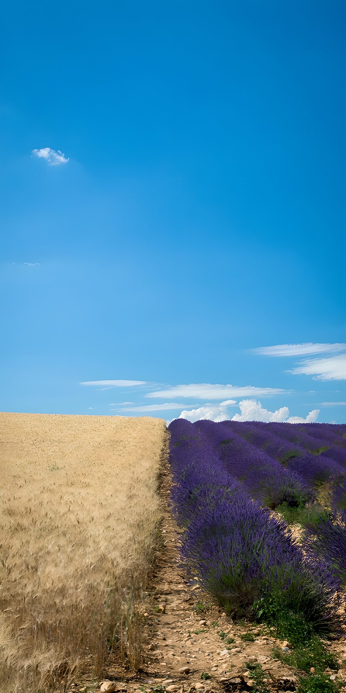 Korn und Lavendel unter blauem Himmel