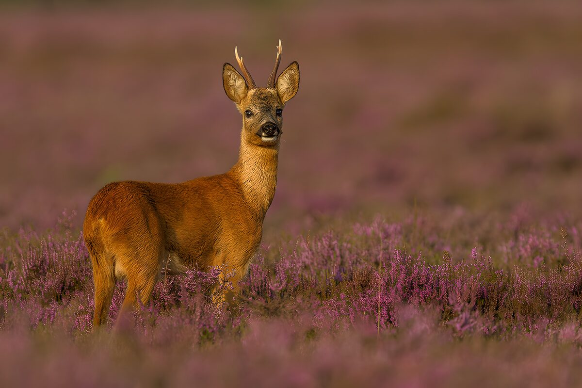 Rehbock in lila blühender Heide