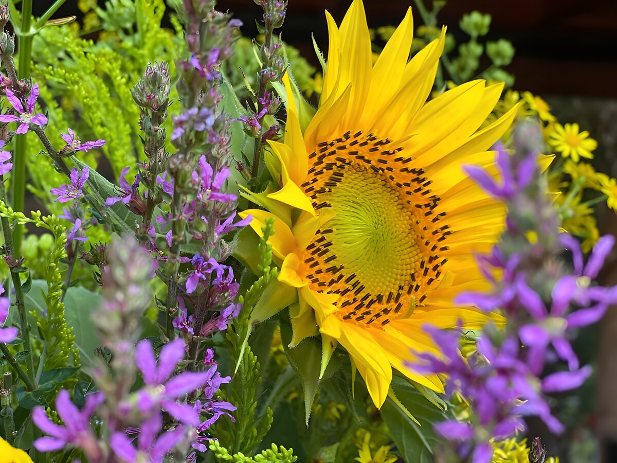 Gelbe Sonnenblume zwischen lila Blüten