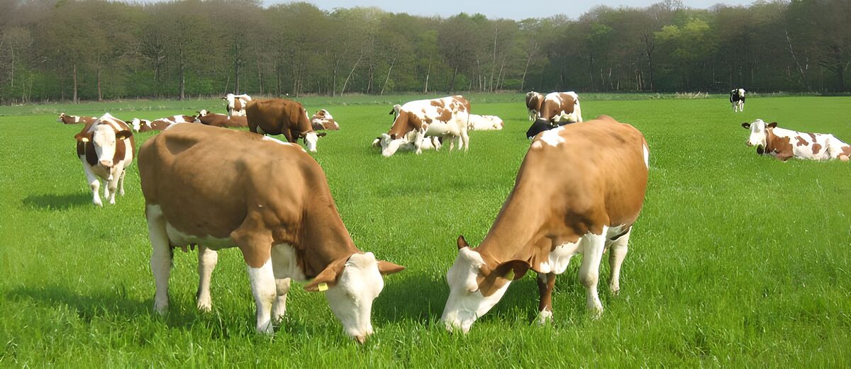Braun-weiße Kühe beim Grasen