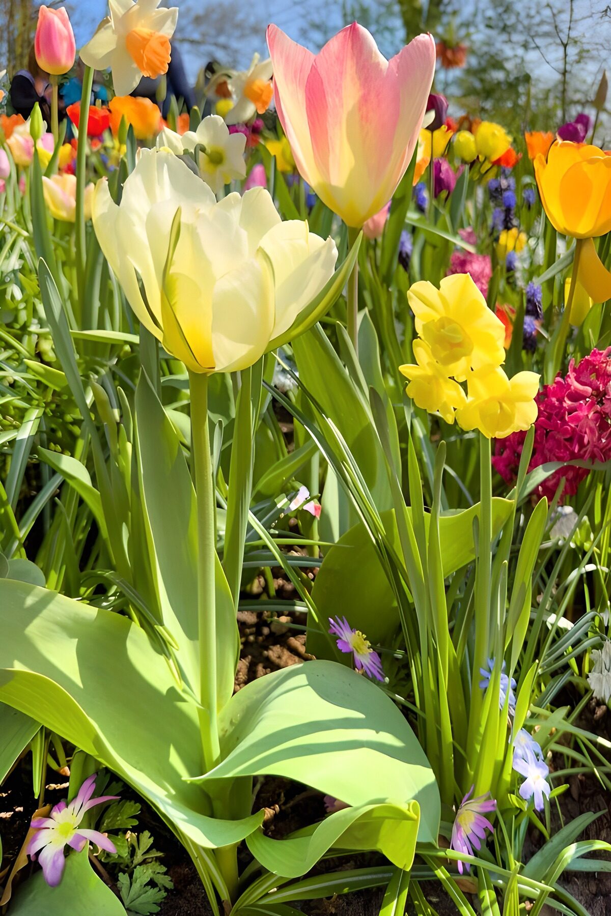 Weiße und rosa Tulpen mit Narzissen