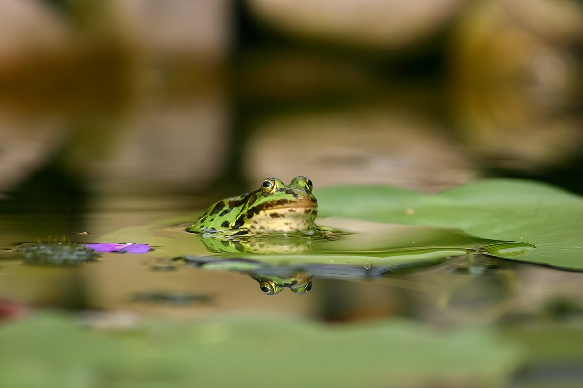 Grüner Frosch zwischen Seerosenblättern