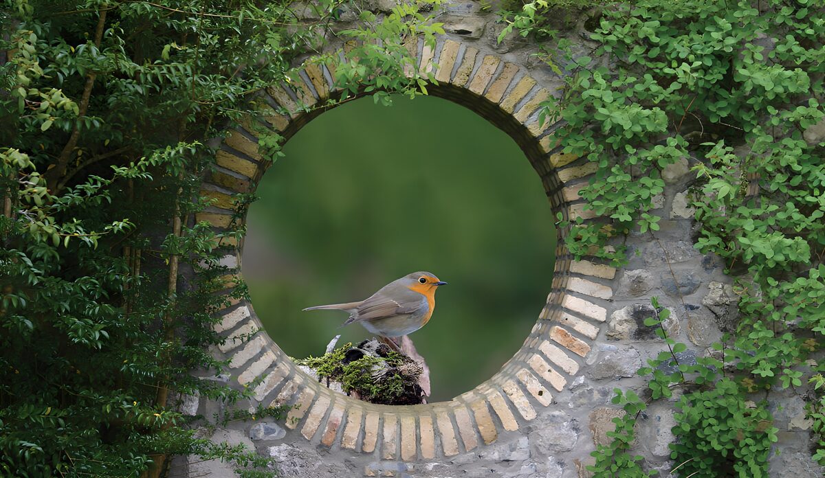 Rotkehlchen im begrünten Mauerfenster