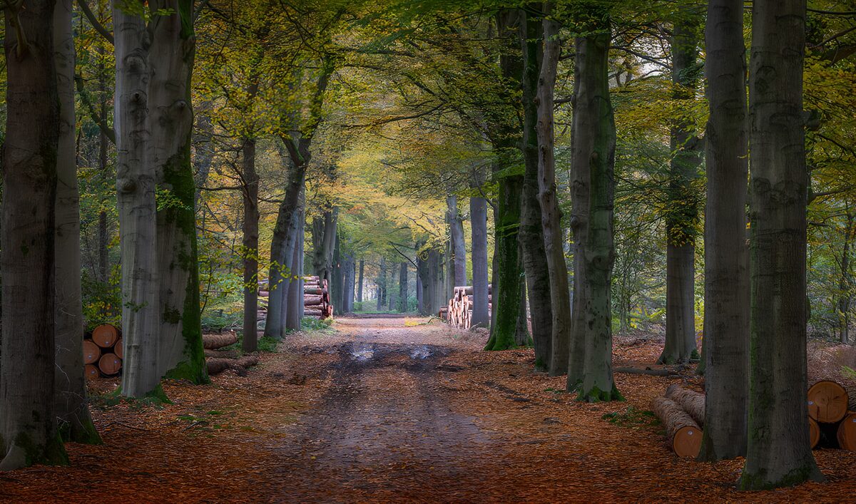 Herbstlicher Waldweg zwischen hohen Bäumen