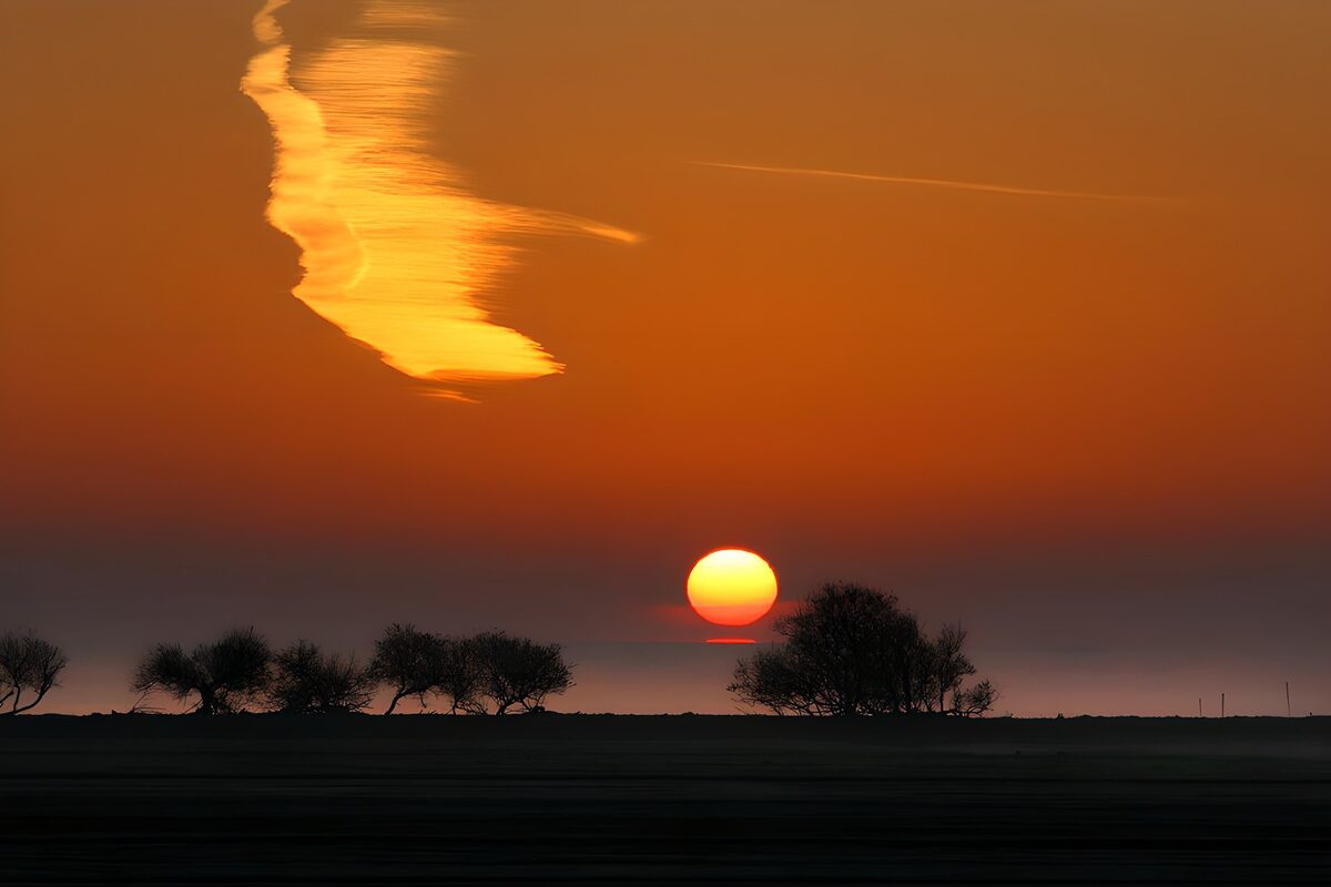 Sonnenuntergang über dunklen Bäumen