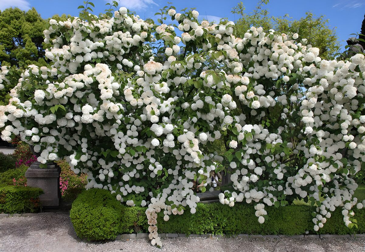 Weißer Blütenstrauch im Sonnenschein
