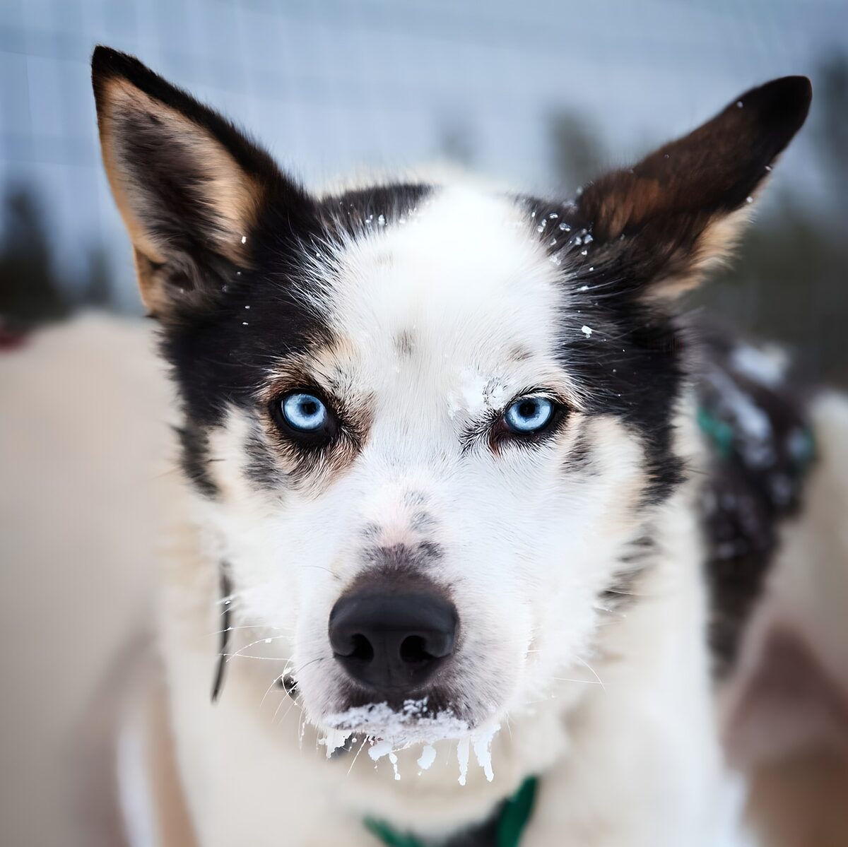 Husky mit blauen Augen und Schneeflocken