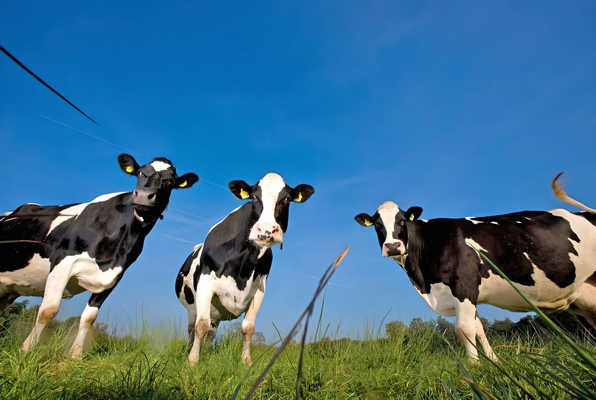 Drei Kühe im Gras unter blauem Himmel