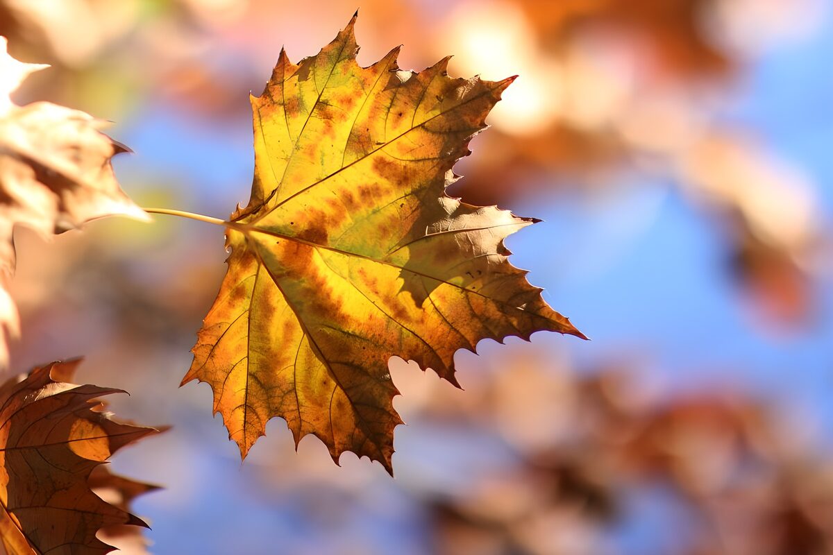 Ein Ahornblatt voller Herbstlicht