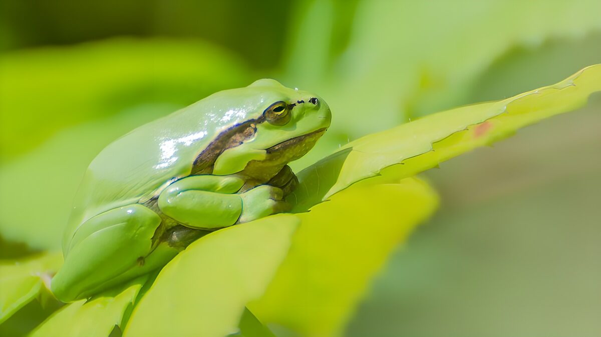 Grüner Frosch zwischen hellen Blättern