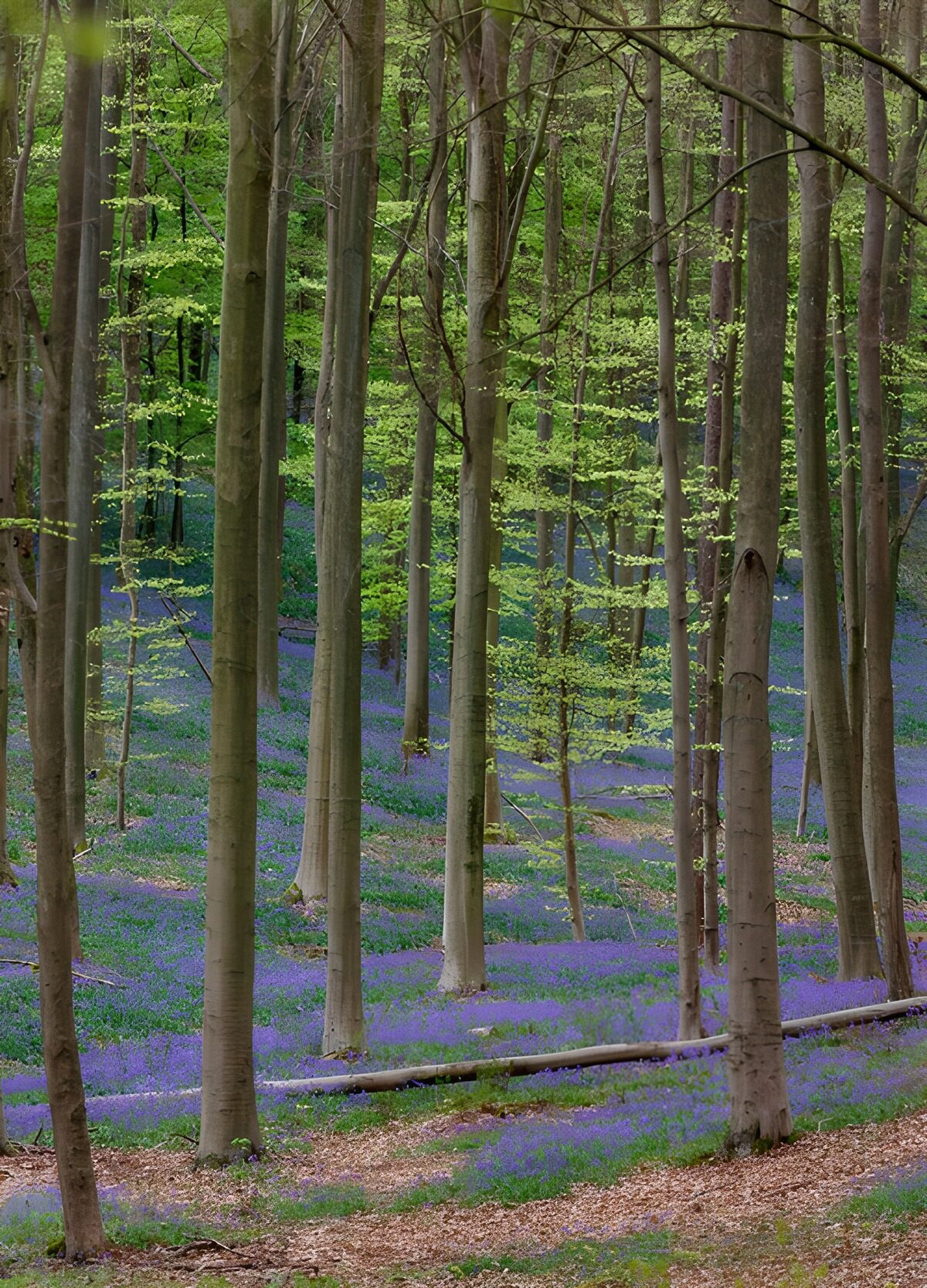 Ein blaues Blütenmeer zu Füßen der Buchen