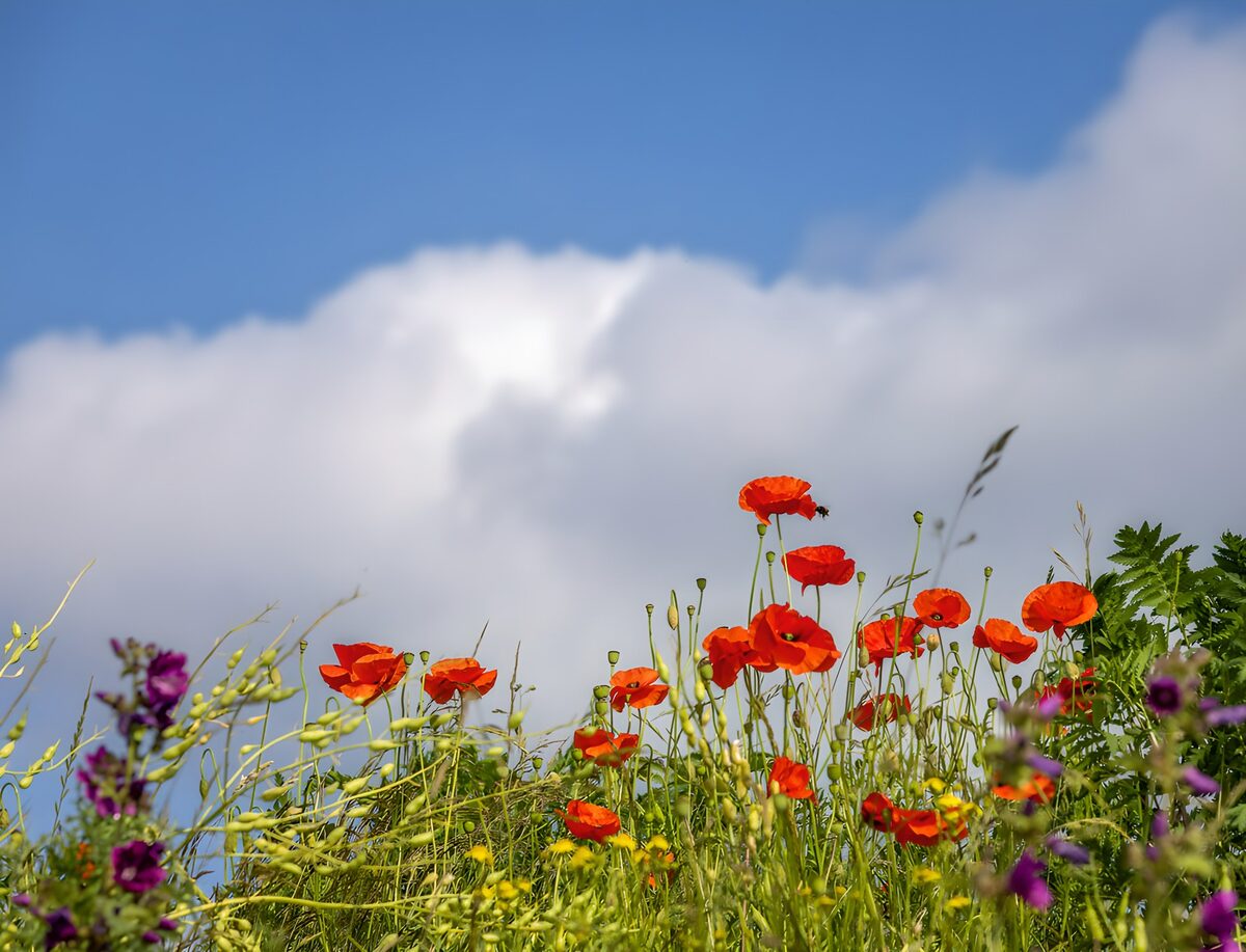Rote Mohnblumen unter Sommerwolken